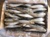 FROZEN SARDINE FISH