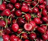 FRESH CHERRIES