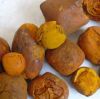 Cattle Gallstones