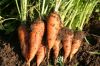 2016 Fresh New Carrot Price /new crop organic fresh carrot 10kg carton packing
