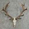 ( Premium Quality ) Deer Antlers, Deer Horn