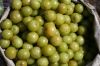 High Quality Amla Fruits (Fresh& Dried)