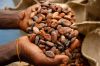 Grade A Cocoa Beans For Sale