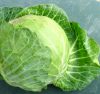 Fresh green cabbage