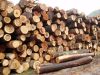 Tropical timber logs and sawn wood, Tali, Teak, ebony wood