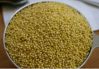 Green Millet