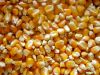 Dry Maize/Dried Yellow Corn/Dried Sweet Corn Best Price Competitive Price