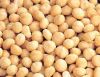 Macadamia Nuts /Macadamia Nuts in Shell/Roasted Salted Macadamia Nuts for sale