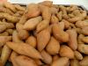 2016 South African Potatoes, Sweet Potato For Sale..