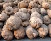 High Quality Yam tubers