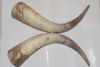 Raw Cow Horns available