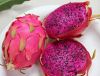 FRESH DRAGON FRUIT