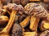 100% dried Mushroom export cheap price