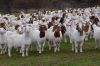 Top quality Live Sheep Goats and Cattle
