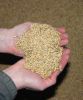 Animal Feed Barley