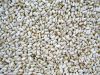 BEST QUALITY SAFFLOWER SEED