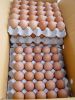 Fresh Table Chicken Eggs ( Brown and White)