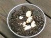 Turtle Eggs