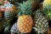 Vietnam Fresh Pineapple