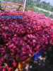 Fresh Dragon Fruit, specility from Viet Nam with the lowest price