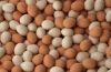 Fresh Table Chicken Eggs ( Brown and White)