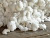 Grade A 100% Organic Raw Cotton for sale