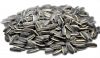 sunflower seeds 5009 , 363 (20/64 22/64 24/64)