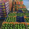 AVOCADO FRESH / Aguacate / PALTA HASS Fresh Fruit & Hass Avocados