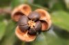 Oriental Camellia Seeds