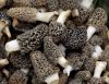 Dried Morel/Black Wild Mushroom For Sale