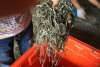 Sun dried cut sea kelp seaweed laminaria