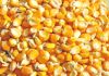 Non GMO yellow and white corn