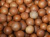 macadamia nut