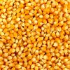 YELLOW MAIZE- NON GMO