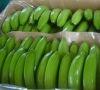 cavendish bananas