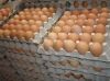 Fresh Brown Table Eggs Chicken Eggs In Bulk