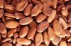 Cocoa beans for sale at competitive price
