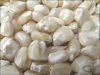 Premier quality white and yellow corn available