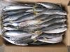 Premiere quality Frozen Mackerel and other varieties of frozen fish