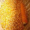 Yellow and White Corn, Dried Corn, Sweet Corn, Yellow Corn, Cor Exporters/Importer, Grade A Corn For Animal