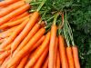 Fresh Carrots