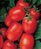 Hybrid Tomato Seeds