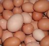 Fresh Chicken Eggs (Brown/White)