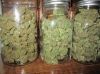 White Berry, Bubble Berry, Kussh Strains, OG Cush, Sweetleaf Obliteration Herbal Incense