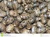 Ricinus communis seeds/Castor bean seeds