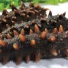 Sea Cucumber