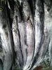 Frozen Ribbonfish