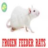 Frozen Feeder Rats for Sale Reptiles Amphibians Birds of Prey Applied Food