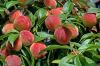 Fresh Peaches for sale