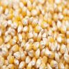 Best Quality White /Yellow Corn/Maize For Animal Feed